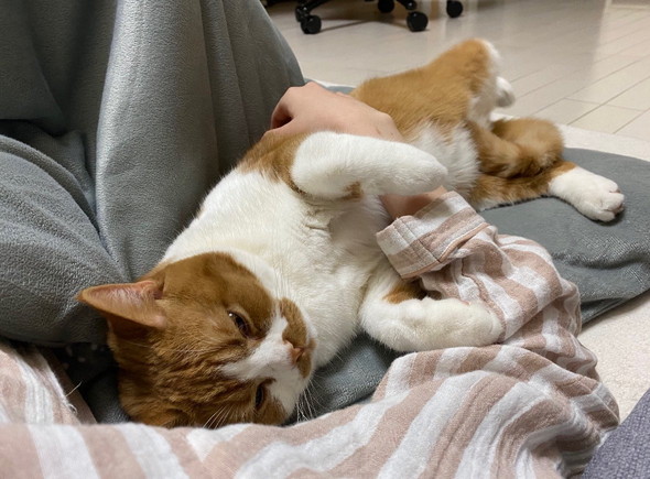 甘える猫ちゃん