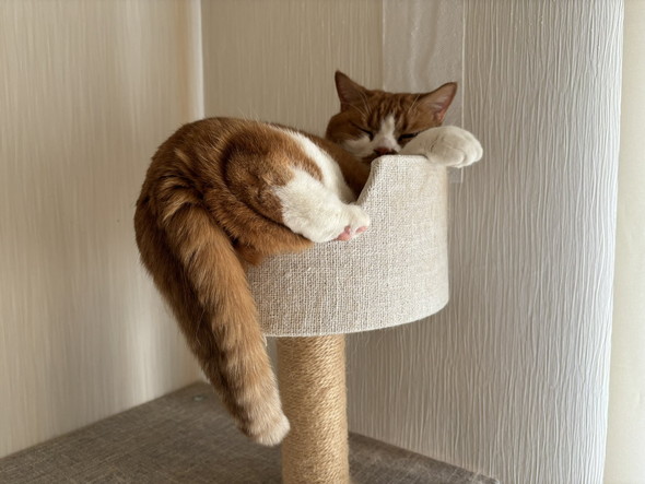 キャットタワーでくつろぐ猫ちゃん