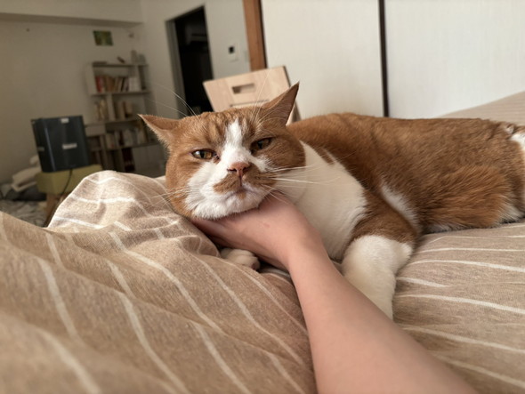 もちもち猫ちゃん