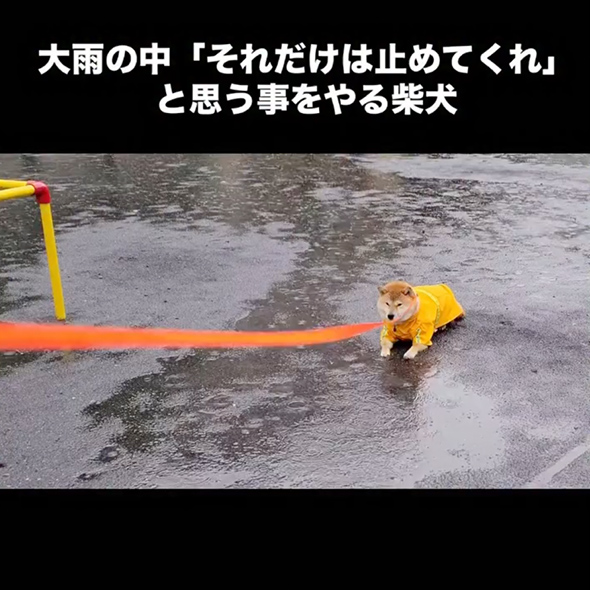 大雨の中帰宅を拒否する柴犬
