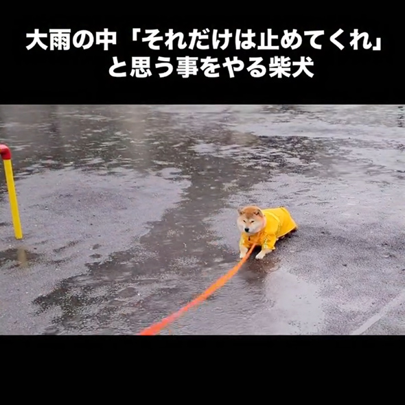 大雨の中帰宅を拒否する柴犬