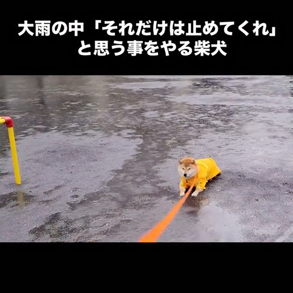 大雨の中帰宅を拒否する柴犬