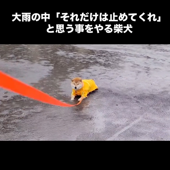 大雨の中帰宅を拒否する柴犬