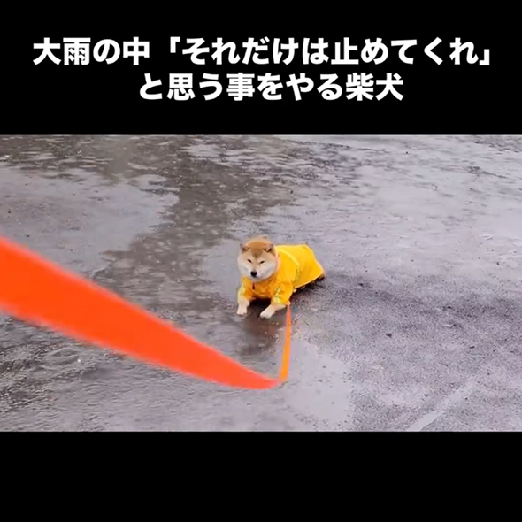 大雨の中帰宅を拒否する柴犬