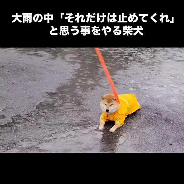 大雨の中帰宅を拒否する柴犬