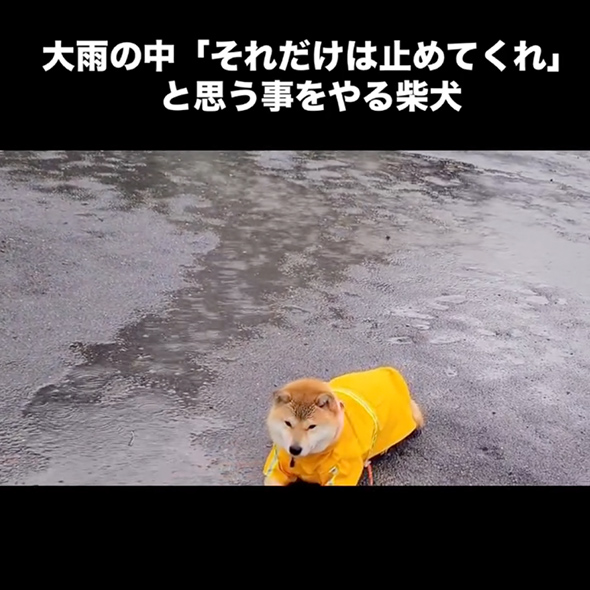 大雨の中帰宅を拒否する柴犬