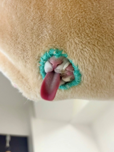 ハンモックから舌だけ出す猫