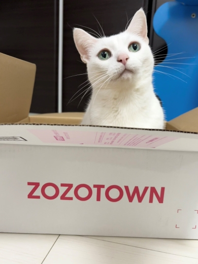 ハンモックから舌だけ出す猫