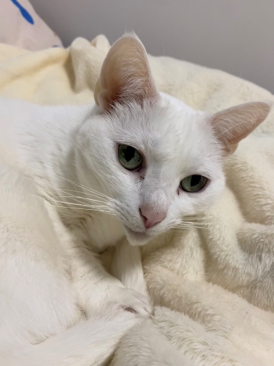 ハンモックから舌だけ出す猫