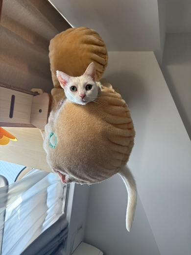 ハンモックから舌だけ出す猫