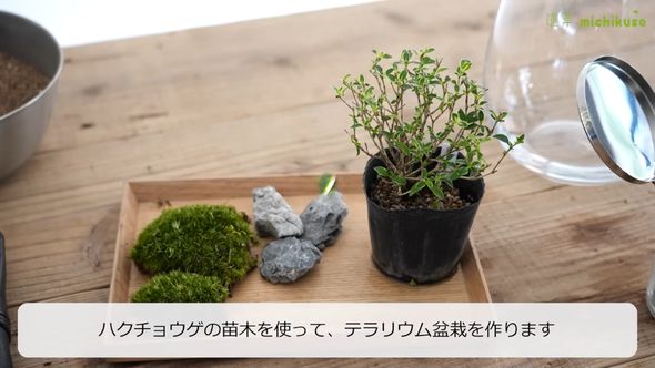 ハクチョウゲの苗木を使ってテラリウム盆栽の作り方を解説