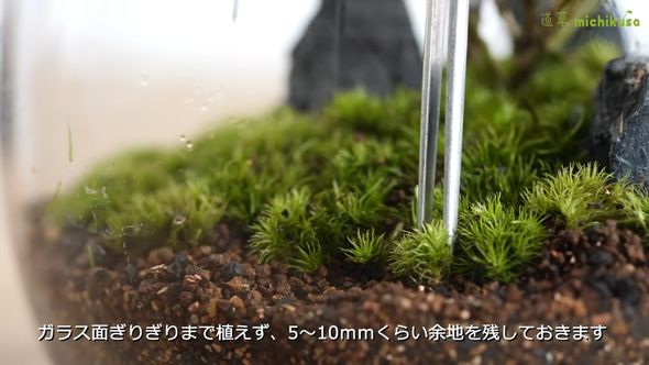 アラハシラガゴケを植える際は余地を残しておく