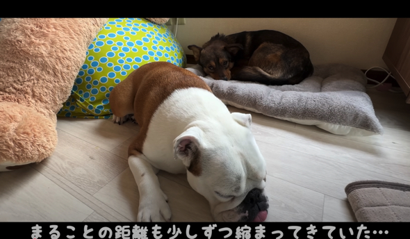 新しいお家に慣れていく保護犬