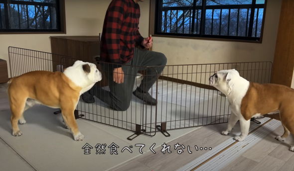 保護犬は「ちゅ〜る」を食べてくれませんでした