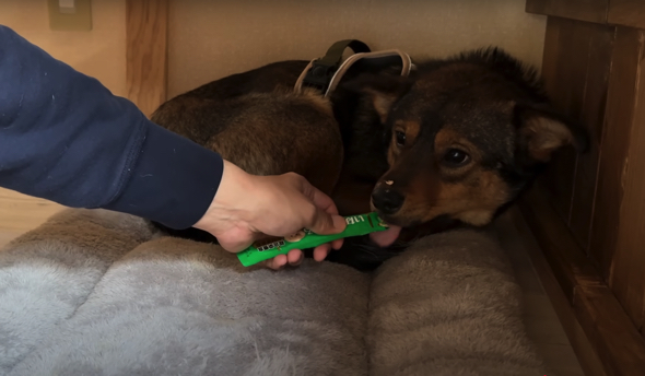 ついに「ちゅ〜る」を食べてくれた保護犬