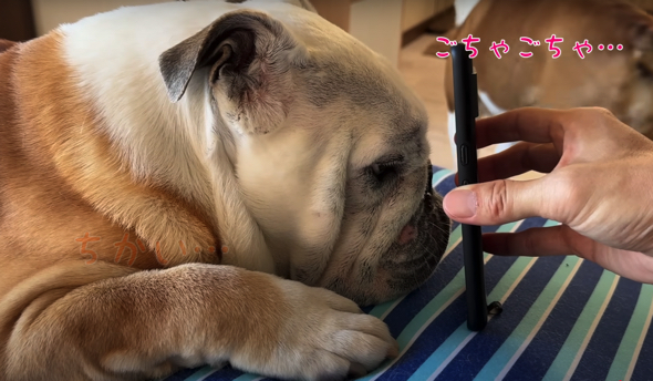 保護犬が歩み寄ってくれた喜びをママさんに報告