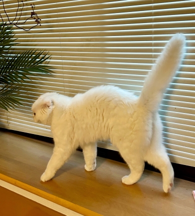 ポケモンのイシツブテを再現する猫