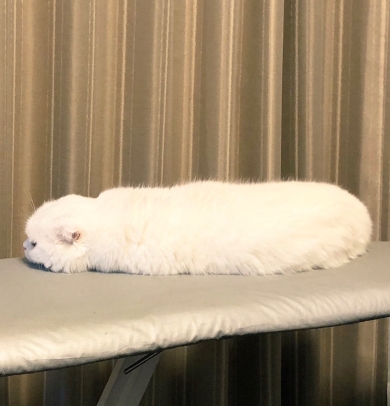ポケモンのイシツブテを再現する猫