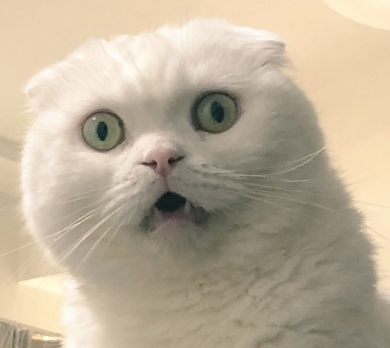 ポケモンのイシツブテを再現する猫
