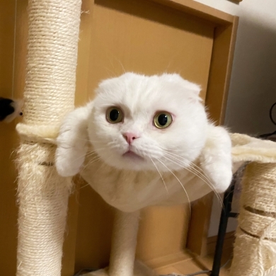 ポケモンのイシツブテを再現する猫