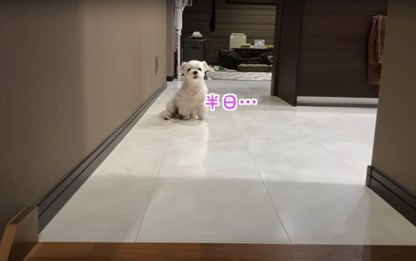 寂しそうにお見送りするワンコ