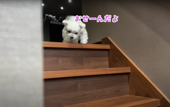 飼い主にメンチをきるワンコ