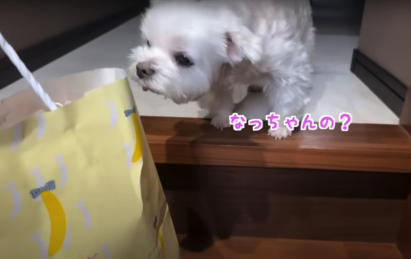 おみやげで瞬間パッと機嫌が直ったワンコ