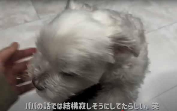 お留守番を寂しく過ごしていたワンコ