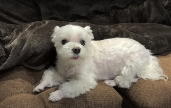 お留守番で甘えん坊になってしまったワンコ