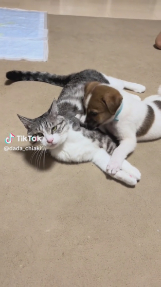 すっかり仲良しのニャンコとワンコ