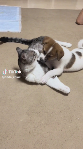 ニャンコとじゃれる様子