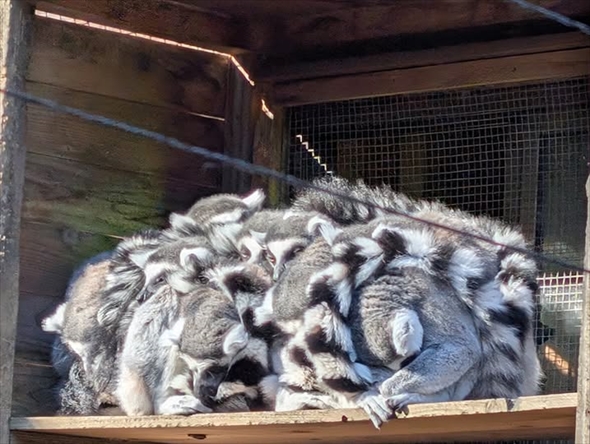 ダンゴになって暖を取るワオキツネザル