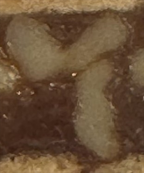 断面が人の名前に見えるクルミッ子