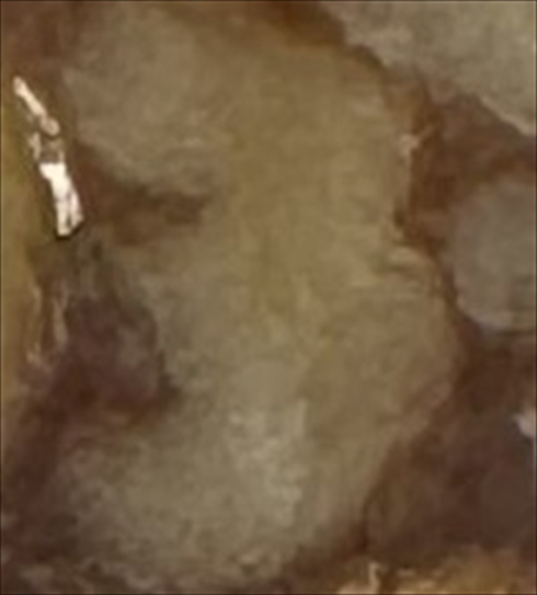 断面が人の名前に見えるクルミッ子