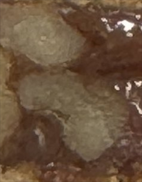 断面が人の名前に見えるクルミッ子