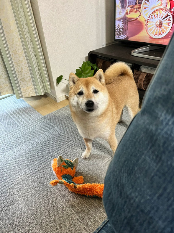 柴犬 咳き込む 飼い主 愛犬 お見舞い ぬいぐるみ やさしい