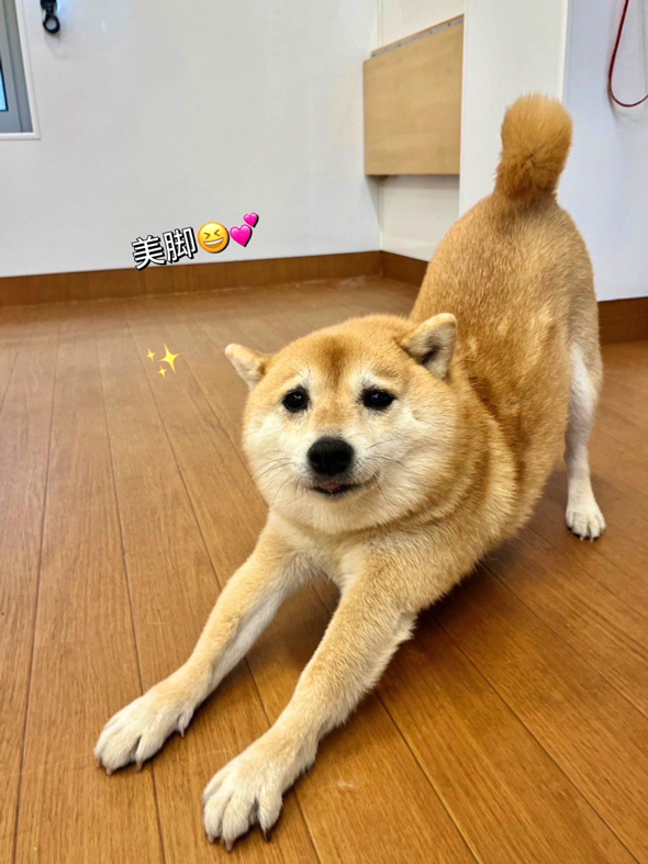 柴犬 咳き込む 飼い主 愛犬 お見舞い ぬいぐるみ やさしい