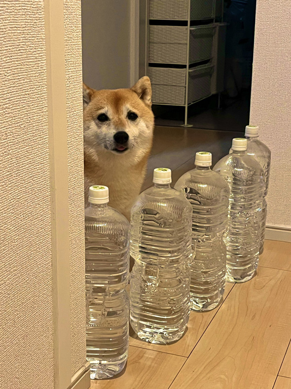 柴犬 咳き込む 飼い主 愛犬 お見舞い ぬいぐるみ やさしい