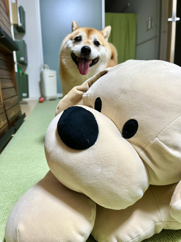 柴犬 咳き込む 飼い主 愛犬 お見舞い ぬいぐるみ やさしい