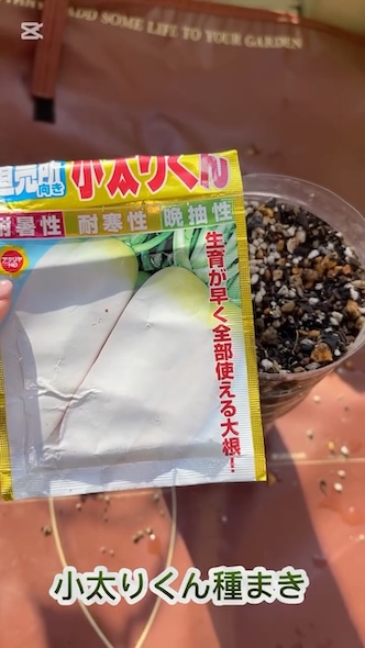 大根の種“小太りくん”をまく