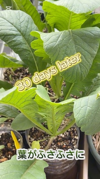 30日後、葉が伸びてふさふさと茂っている