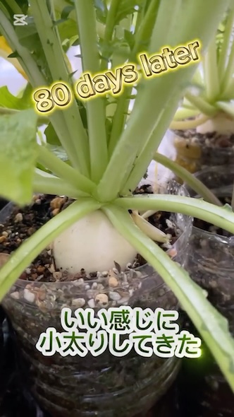 80日後、いい感じに小太りになってきた