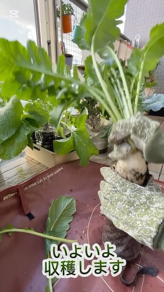 大根をペットボトルから抜くところ