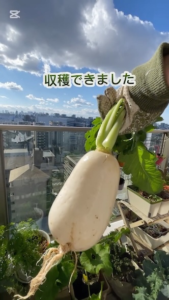 空としっかり成長した大根