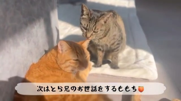 娘さんの次はとらまるのお世話をするももまる