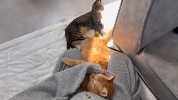 ママさんに寄り添う2匹