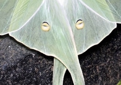 蛾 ヤママユガ オナガミズアオ 妖精