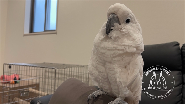 南京錠を開けてケージから脱獄した天才オウム