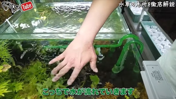 「その水換え絶対やめて」プロが教える意外なNG方法