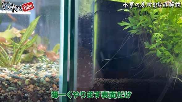 「その水換え絶対やめて」プロが教える意外なNG方法